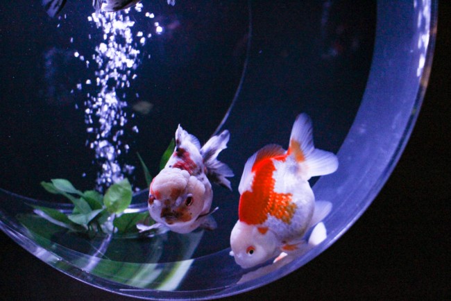 日本橋が非日常世界に 金魚の舞が美しい アートアクアリウム美術館 にうっとり 年9月2日 写真 特集 レポート クランクイン トレンド 日本橋が非日常世界に 金魚の舞が美しい アートアクアリウム美術館 にうっとり 年9月2日 写真 特集 レポート クランクイン トレンド