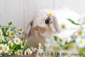 「うさぎしんぼる展2020」が東京＆名古屋で開催