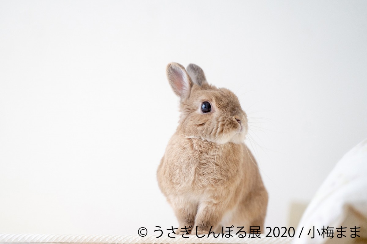 「うさぎしんぼる展2020」が東京＆名古屋で開催