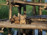 『劇場版　岩合光昭の世界ネコ歩き　あるがままに、水と大地のネコ家族』場面写真