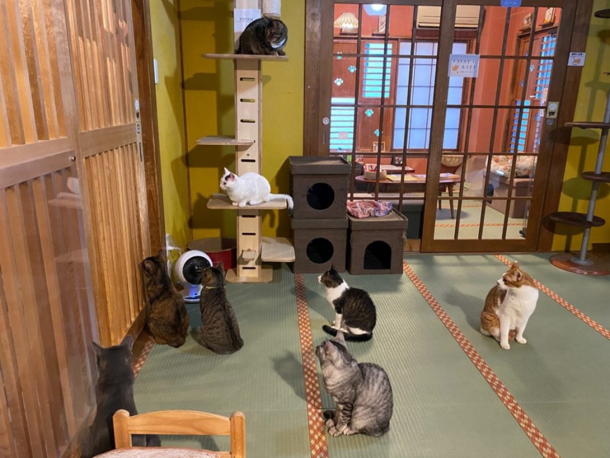 ねこまつり at 湯島