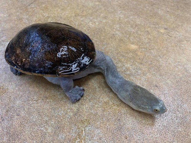 スゴくてヤバいいきもの展 名古屋で開催 不気味 凶暴 かわいい生き物が集結 年9月18日 イベント クランクイン トレンド