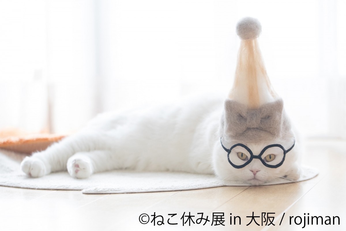 「ねこ休み展」新作を揃えて１年ぶりに大阪で開催！