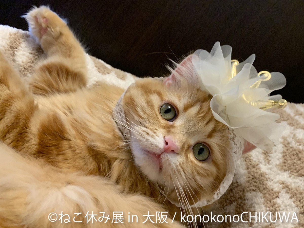 「ねこ休み展」新作を揃えて１年ぶりに大阪で開催！