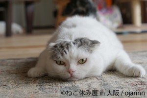 「ねこ休み展」新作を揃えて１年ぶりに大阪で開催！