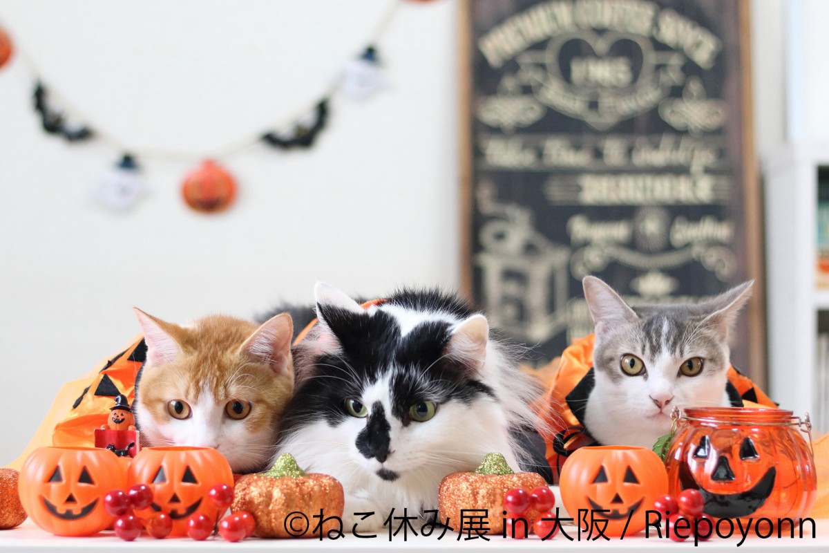 「ねこ休み展」新作を揃えて１年ぶりに大阪で開催！