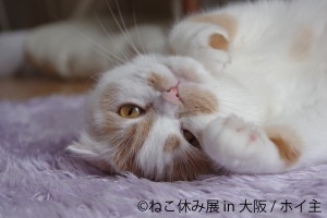 「ねこ休み展」新作を揃えて１年ぶりに大阪で開催！