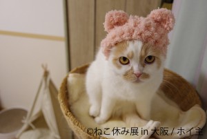 「ねこ休み展」新作を揃えて１年ぶりに大阪で開催！