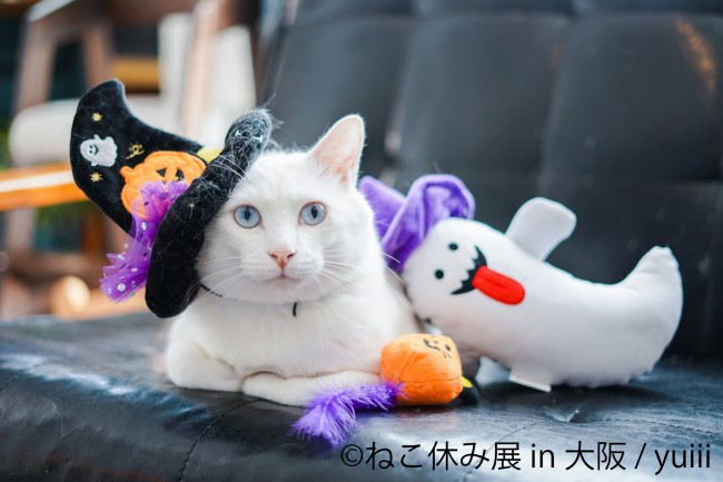 「ねこ休み展 in 大阪」開催！　猫たちが仮装したキュートな作品も