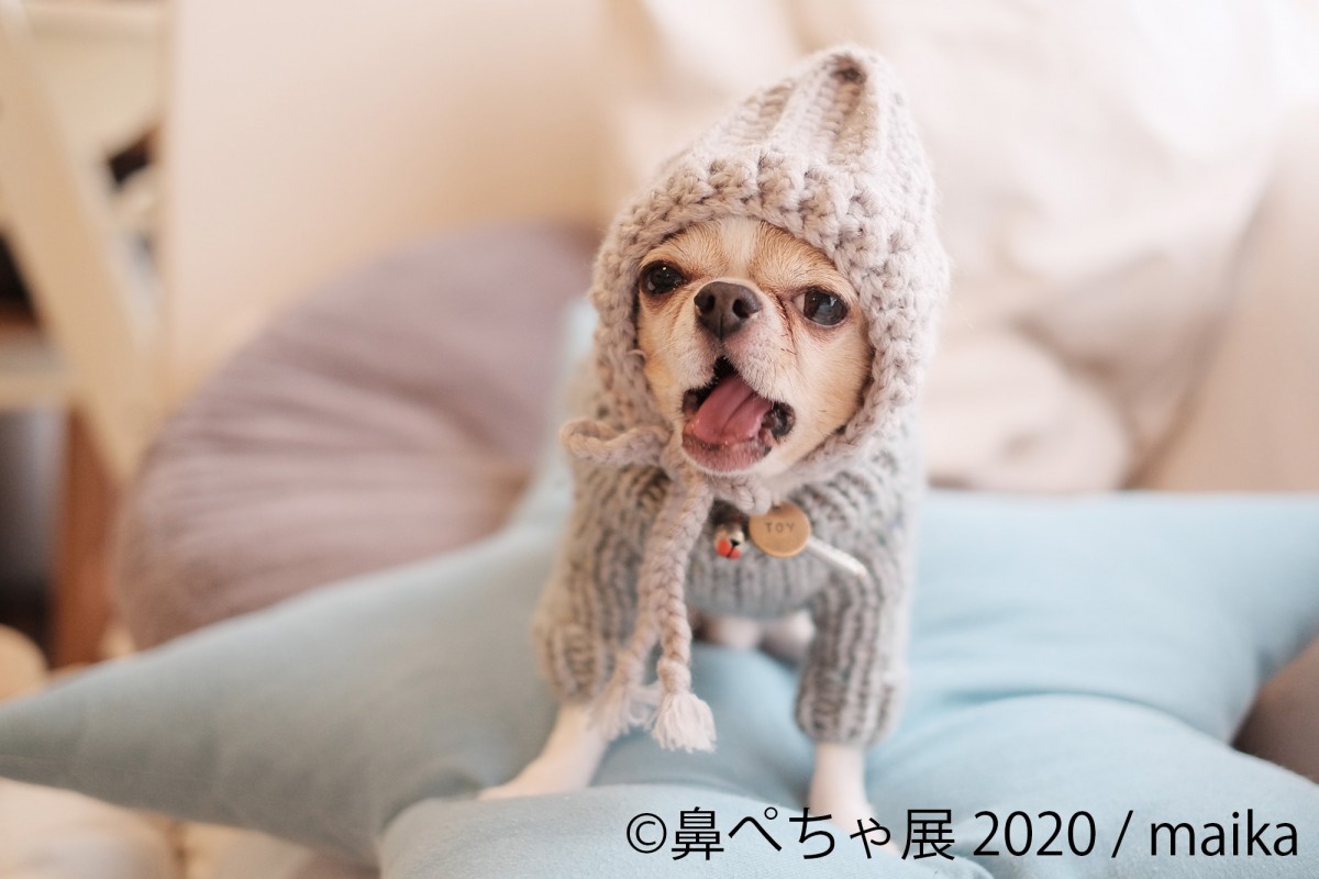 鼻ぺちゃ展 2020