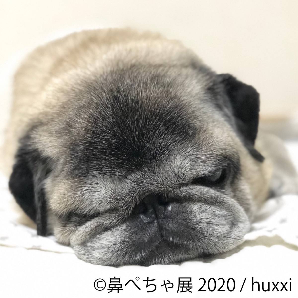 鼻ぺちゃ展 2020