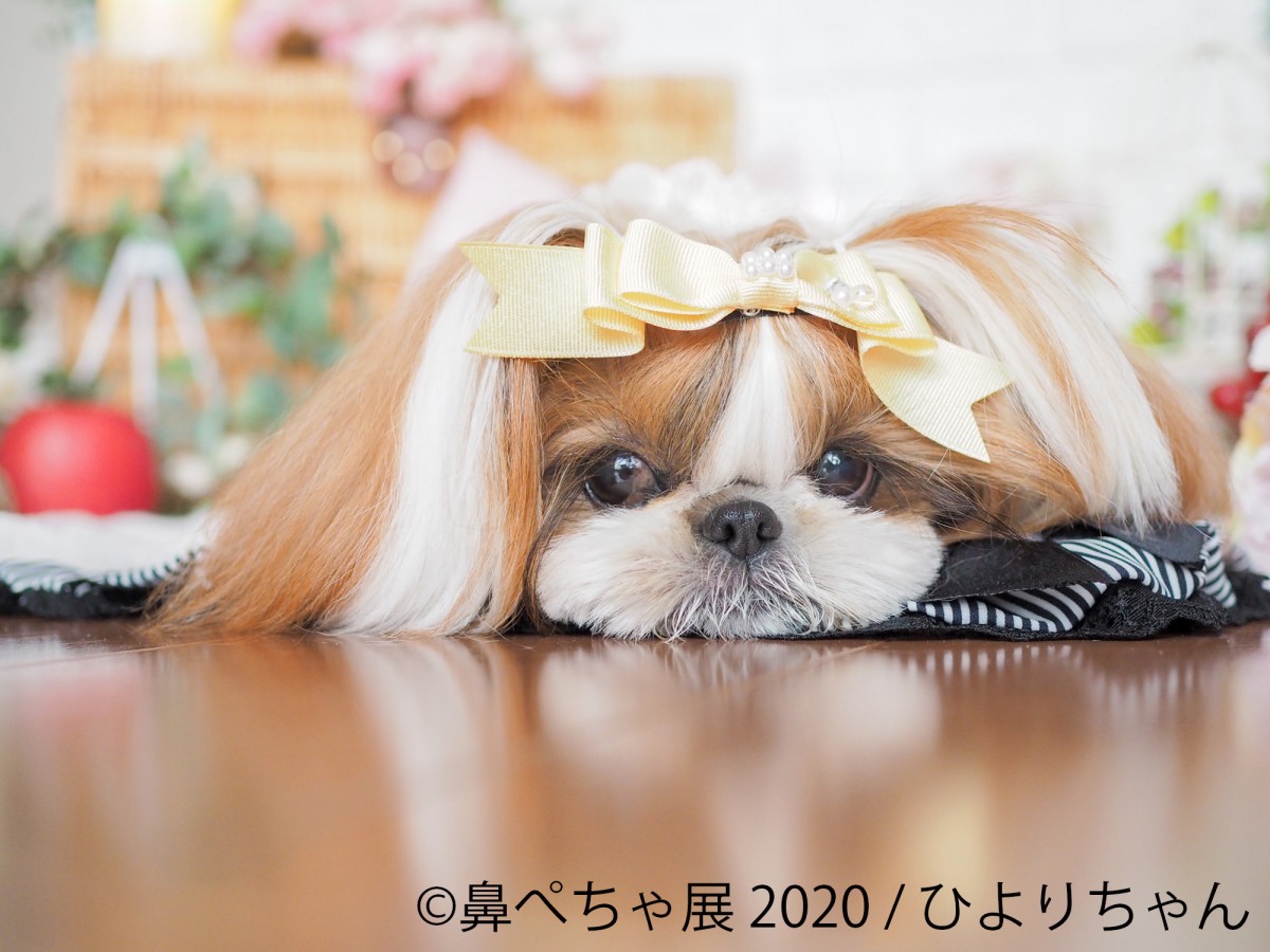 鼻ぺちゃ展 2020