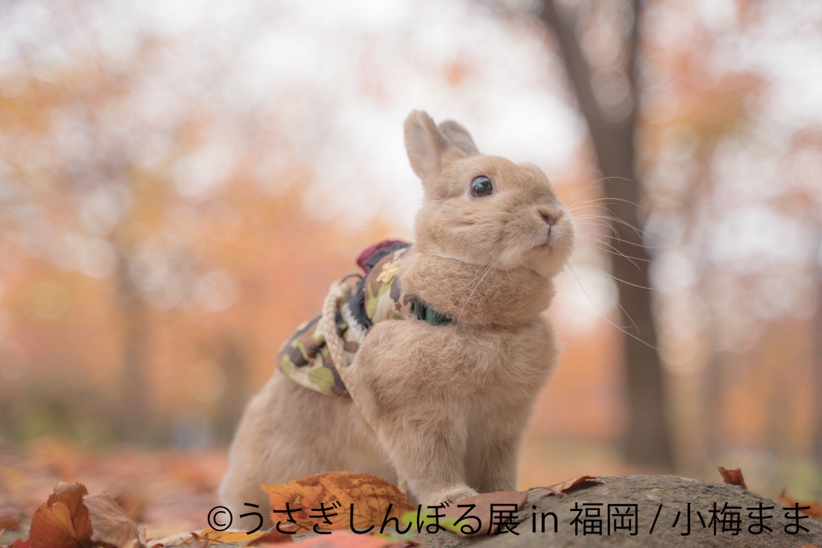 うさぎしんぼる展 in 福岡