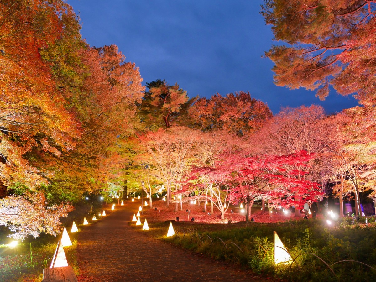 紅葉見ナイト