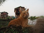 映画『劇場版 岩合光昭の世界ネコ歩き　あるがままに、水と大地のネコ家族』場面写真