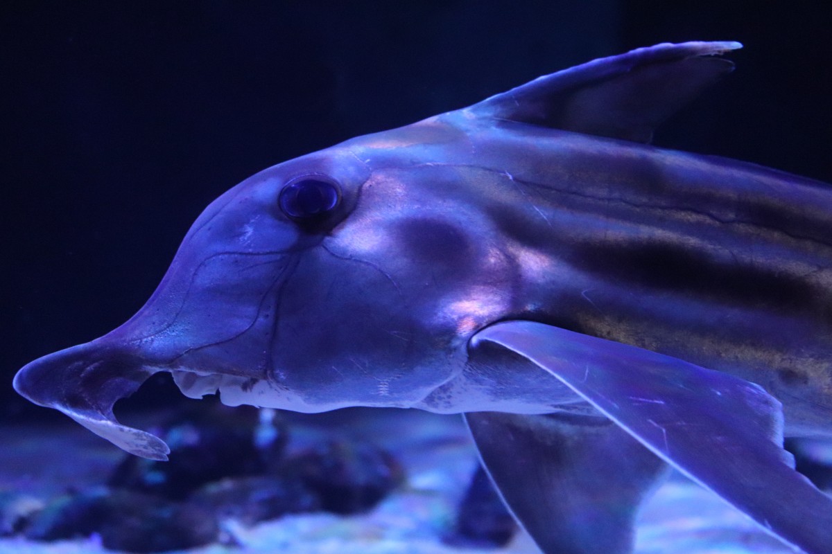 サンシャイン水族館で「ゾクゾク深海生物2021」開催