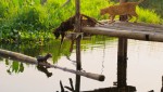 【写真】ミャンマーの湖上に暮らすネコ一家 『劇場版 岩合光昭の世界ネコ歩き』場面写真