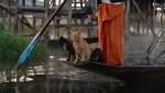 『劇場版 岩合光昭の世界ネコ歩き あるがままに、水と大地のネコ家族』場面写真