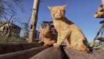 『劇場版 岩合光昭の世界ネコ歩き あるがままに、水と大地のネコ家族』場面写真