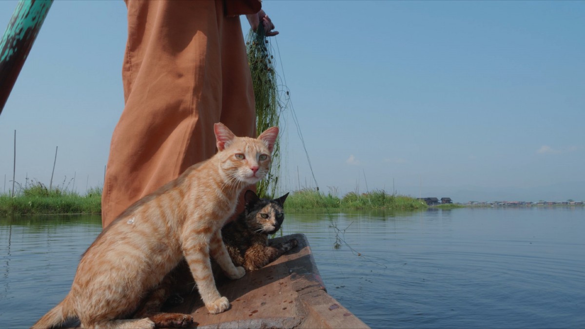 魚をとろうと奮闘する親子ネコ　心温まるスキンシップも 『岩合光昭の世界ネコ歩き』本編映像解禁