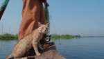 『劇場版 岩合光昭の世界ネコ歩き あるがままに、水と大地のネコ家族』場面写真