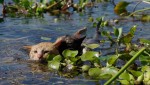 『劇場版 岩合光昭の世界ネコ歩き あるがままに、水と大地のネコ家族』場面写真