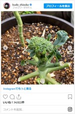 【写真】工藤静香、栽培中のブロッコリーに異変　かわいすぎる結末にネットほっこり