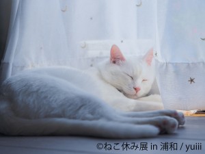 ねこ休み展 in 浦和