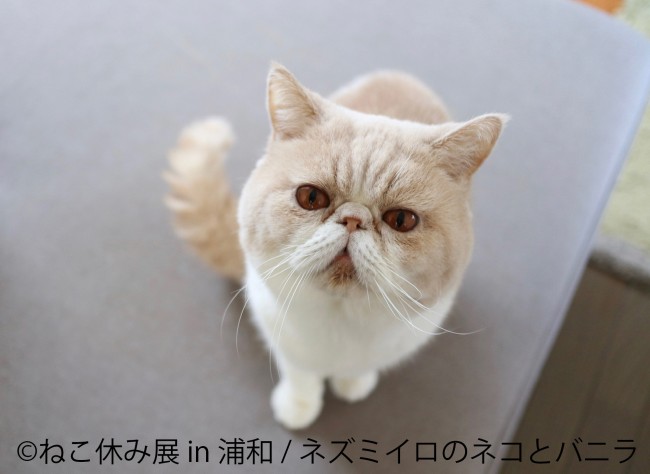 「ねこ休み展」浦和で3年ぶりに開催！　人気猫をアクセサリー化したコラボグッズも