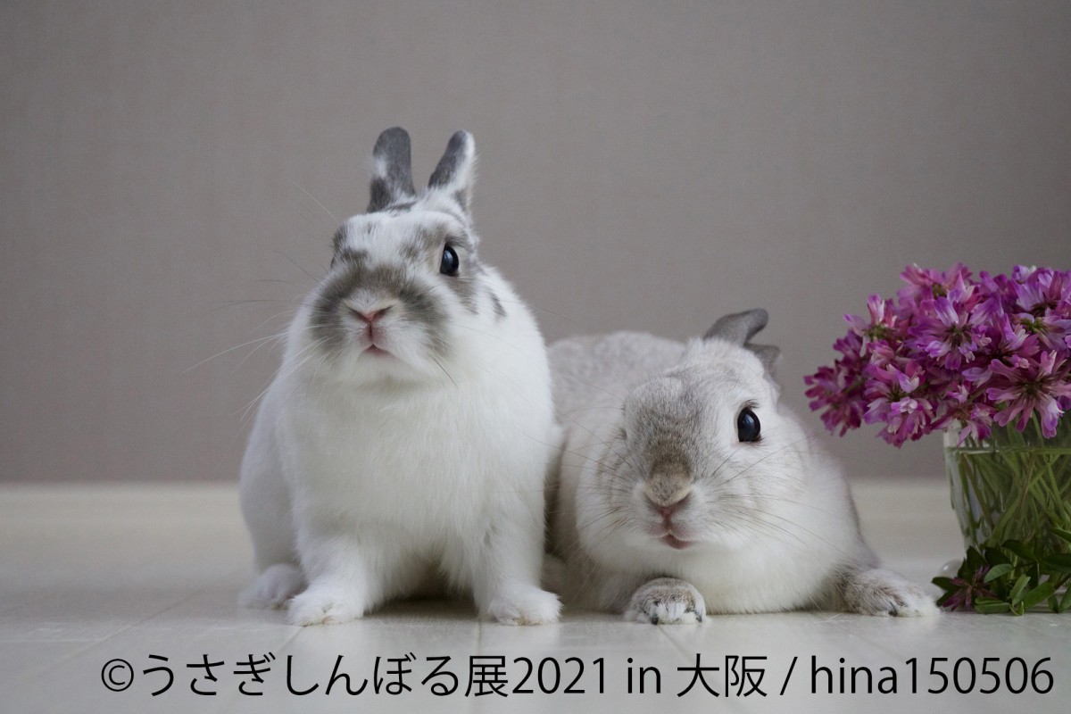 うさぎしんぼる展 in 大阪
