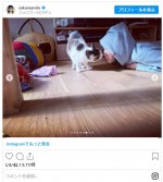 娘が撮影　安藤サクラが愛猫と戯れる様子　※「安藤サクラ」インスタグラム