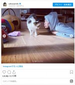 娘が撮影　安藤サクラが愛猫と戯れる様子　※「安藤サクラ」インスタグラム