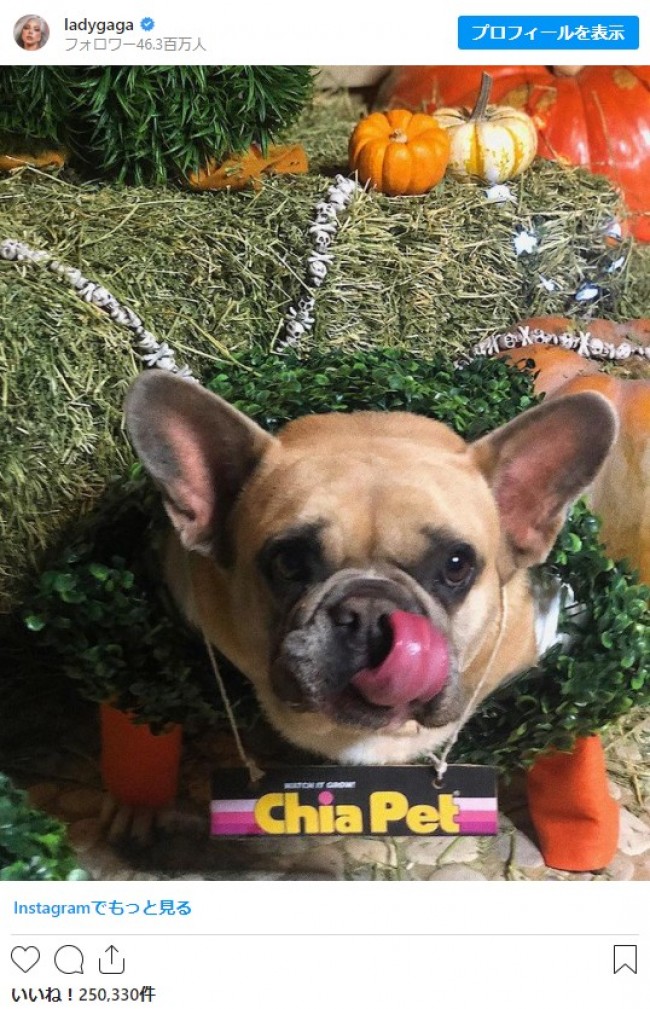 レディー ガガ 愛犬2匹を強奪される 散歩係が銃撃され犯人は逃走 21年2月26日 写真 4枚目 セレブ ゴシップ ニュース クランクイン