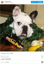 レディー・ガガの愛犬 グスタフ　※「レディー・ガガ」インスタグラム