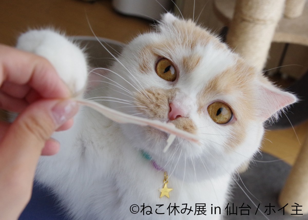 「ねこ休み展」が仙台に初上陸！　スター猫たちが小さかった時代の動画も公開