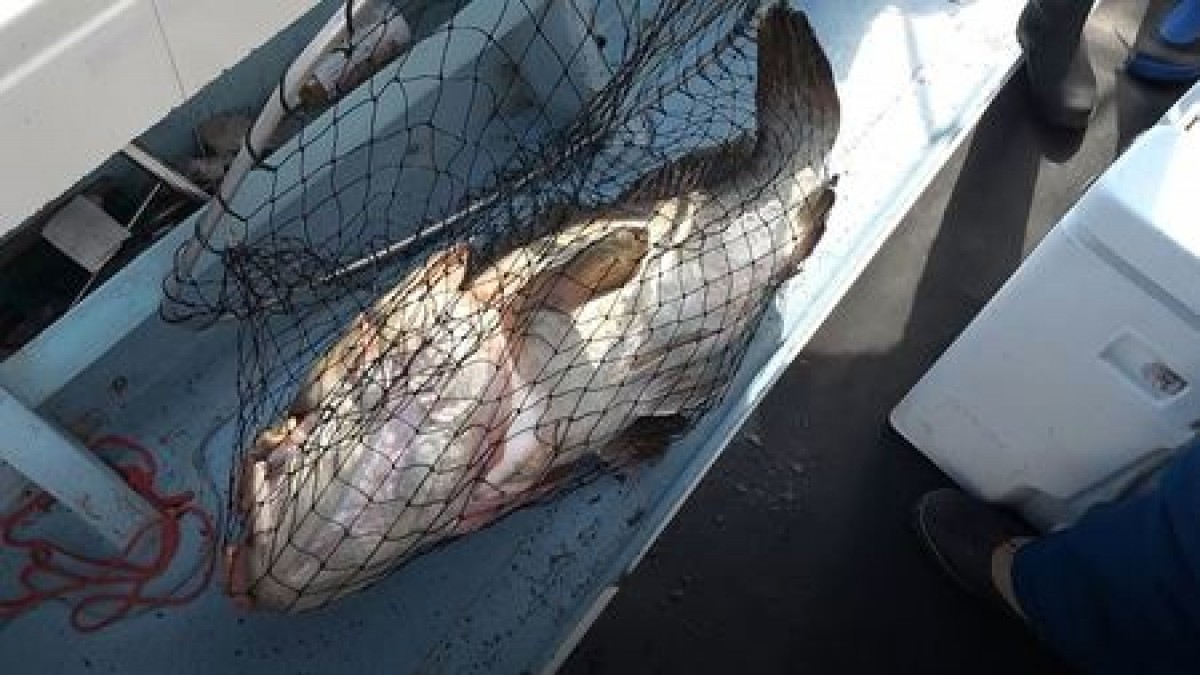 「くら寿司」希少な高級魚をリーズナブルな価格で販売！
