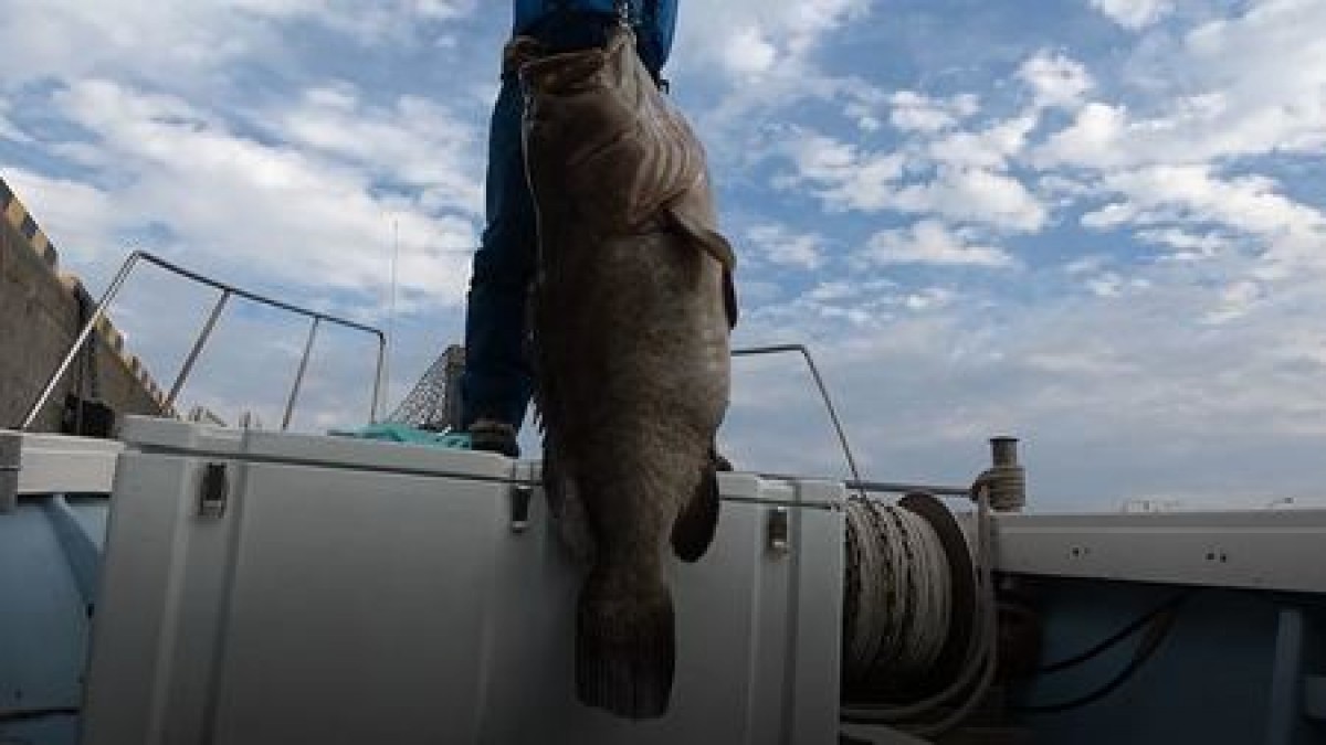 「くら寿司」希少な高級魚をリーズナブルな価格で販売！