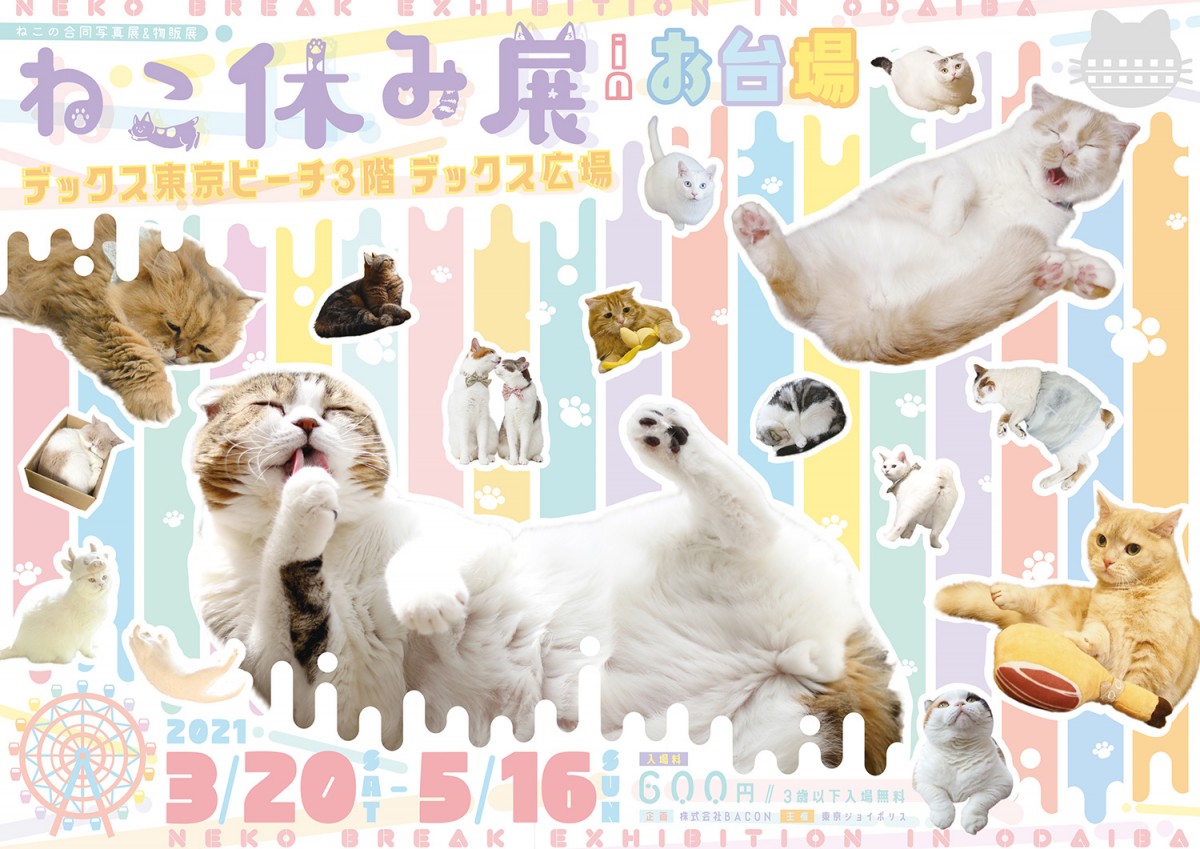 ねこ休み展 in お台場