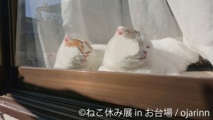 ねこ休み展 in お台場