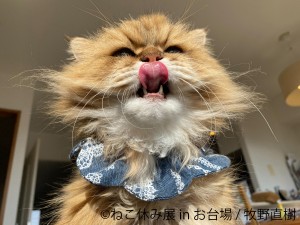 ねこ休み展 in お台場