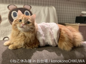 ねこ休み展 in お台場