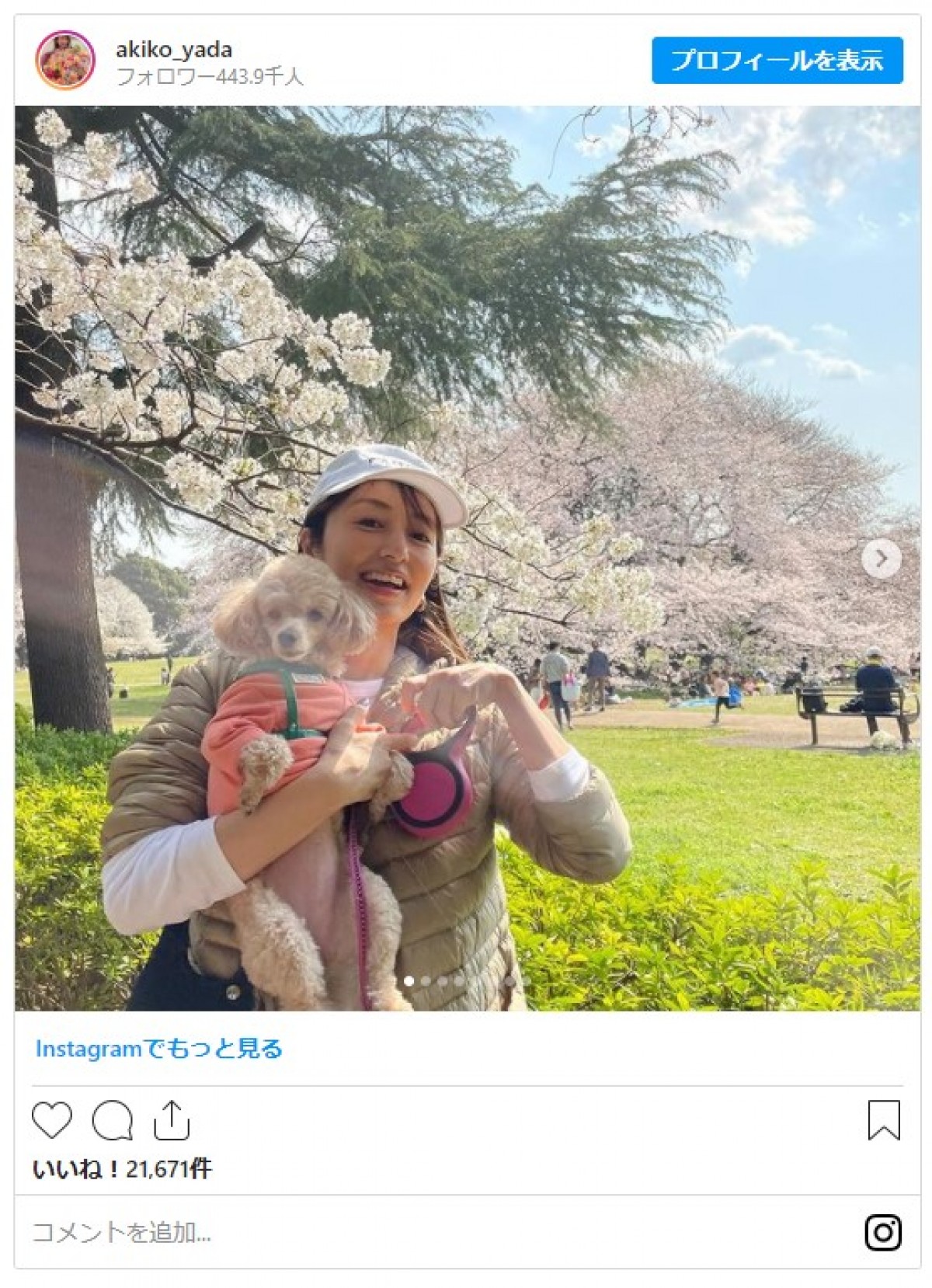 矢田亜希子、満開の桜＆うれしそうな愛犬とのショットに反響 「素敵」「いい笑顔」