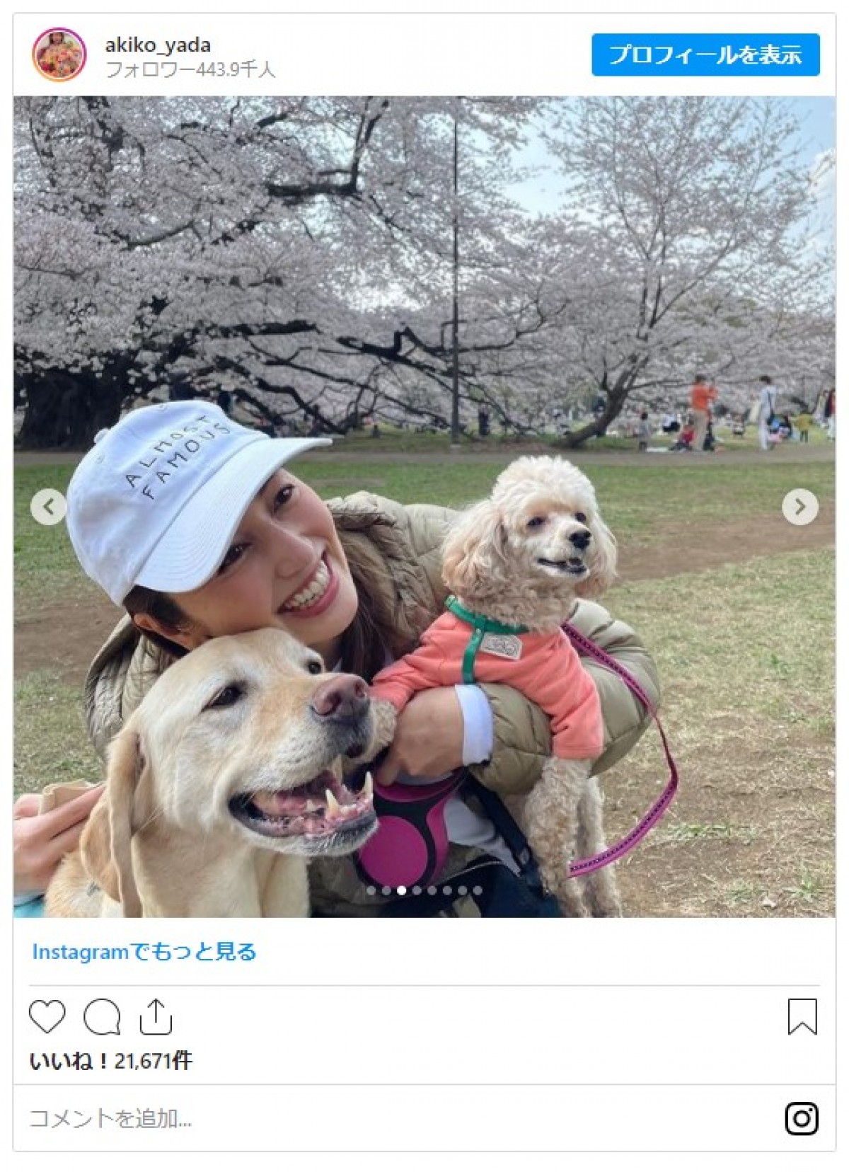 矢田亜希子、満開の桜＆うれしそうな愛犬とのショットに反響 「素敵」「いい笑顔」