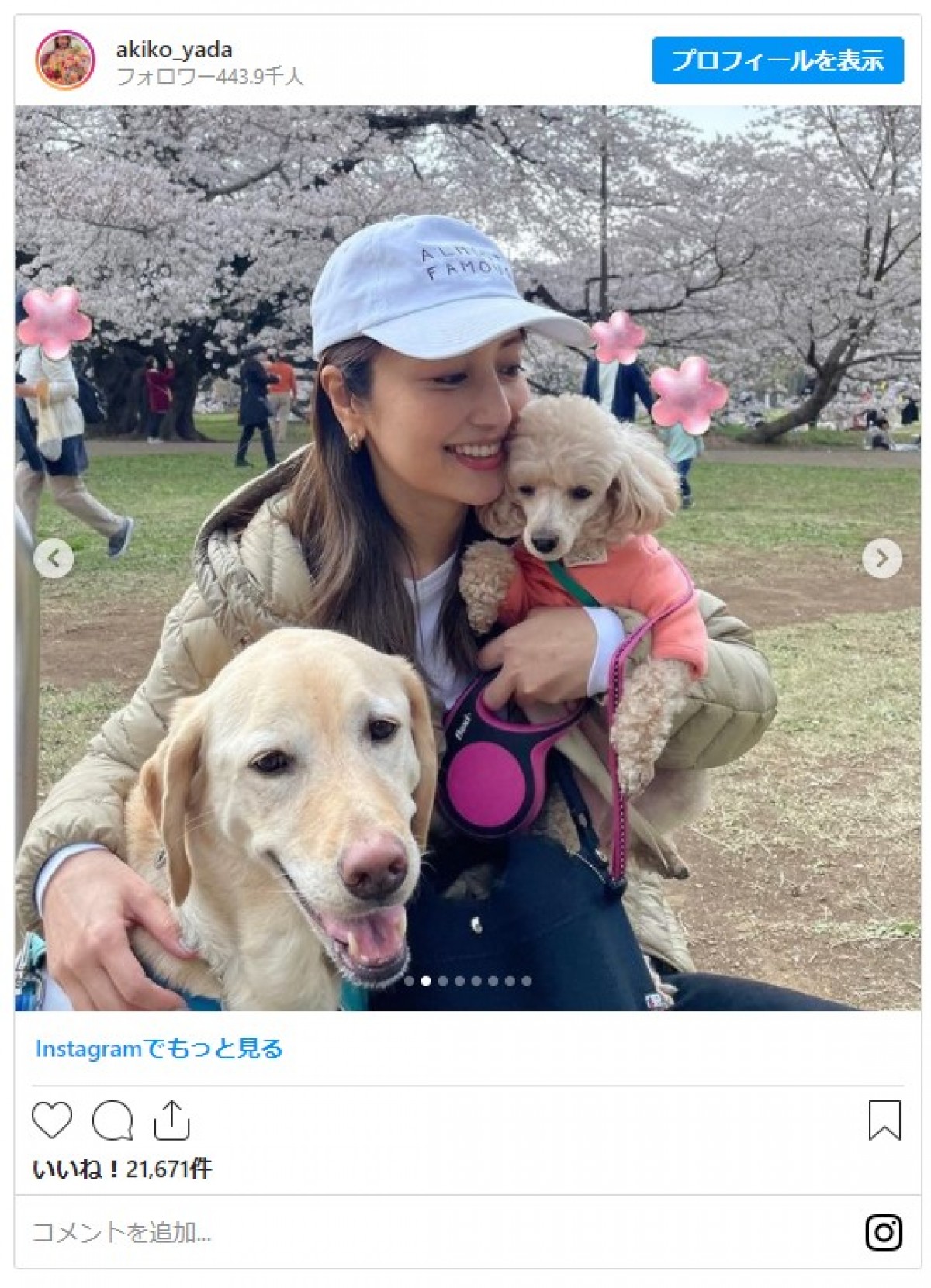 矢田亜希子、満開の桜＆うれしそうな愛犬とのショットに反響 「素敵」「いい笑顔」