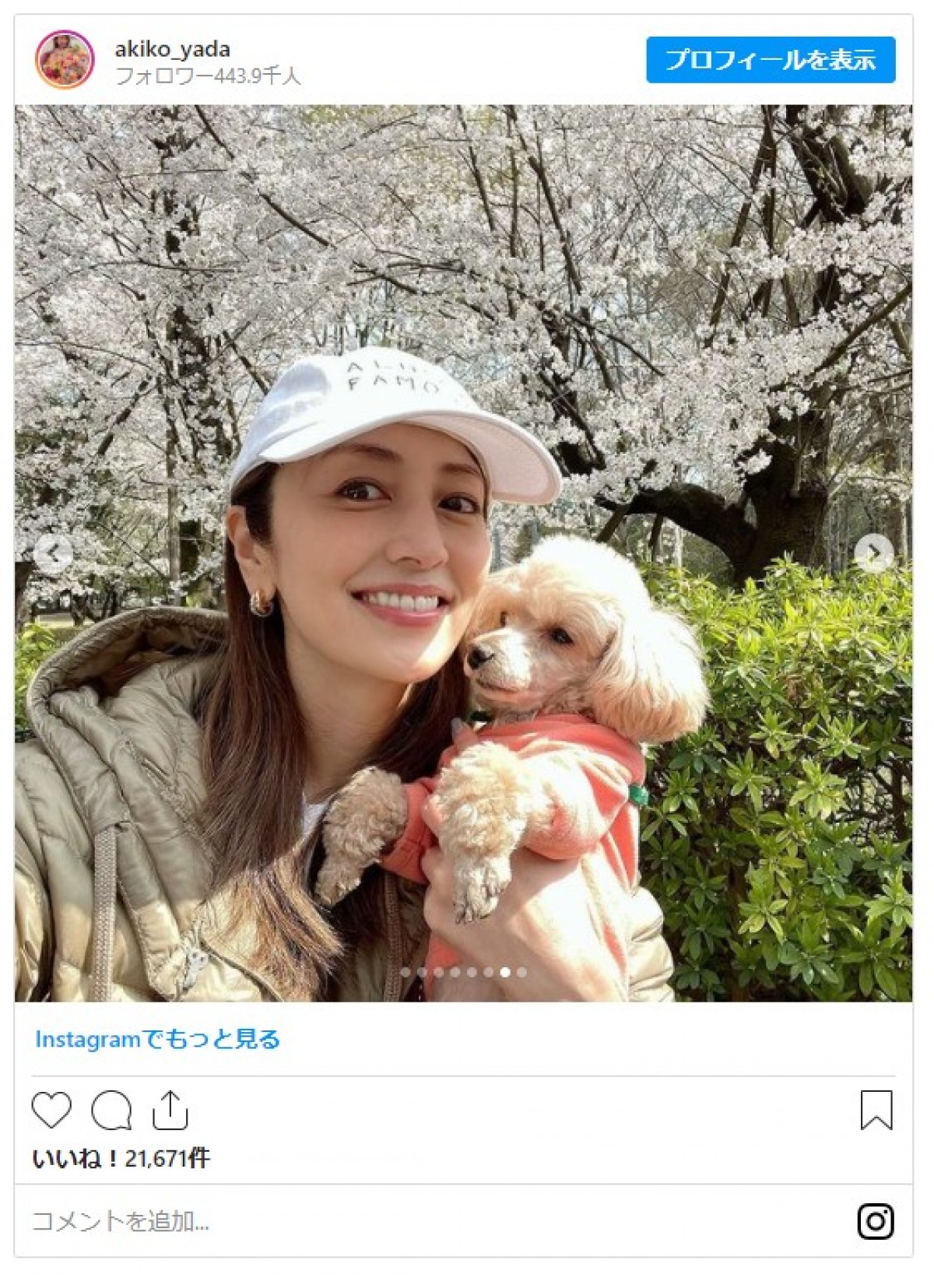 矢田亜希子、満開の桜＆うれしそうな愛犬とのショットに反響 「素敵」「いい笑顔」