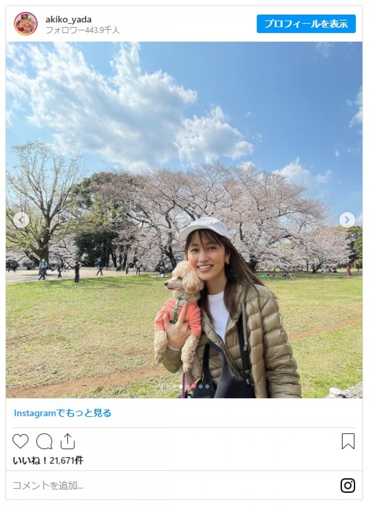 矢田亜希子、満開の桜＆うれしそうな愛犬とのショットに反響 「素敵」「いい笑顔」