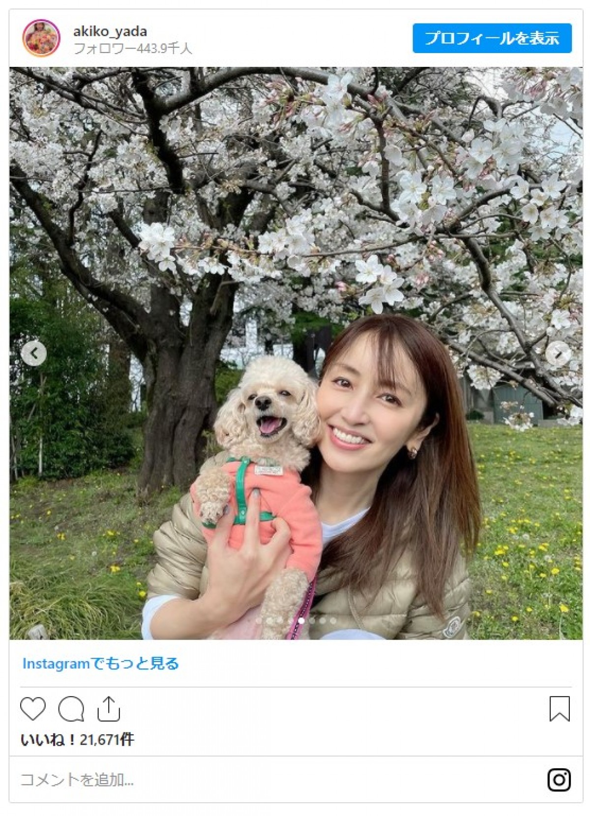 矢田亜希子、満開の桜＆うれしそうな愛犬とのショットに反響 「素敵」「いい笑顔」