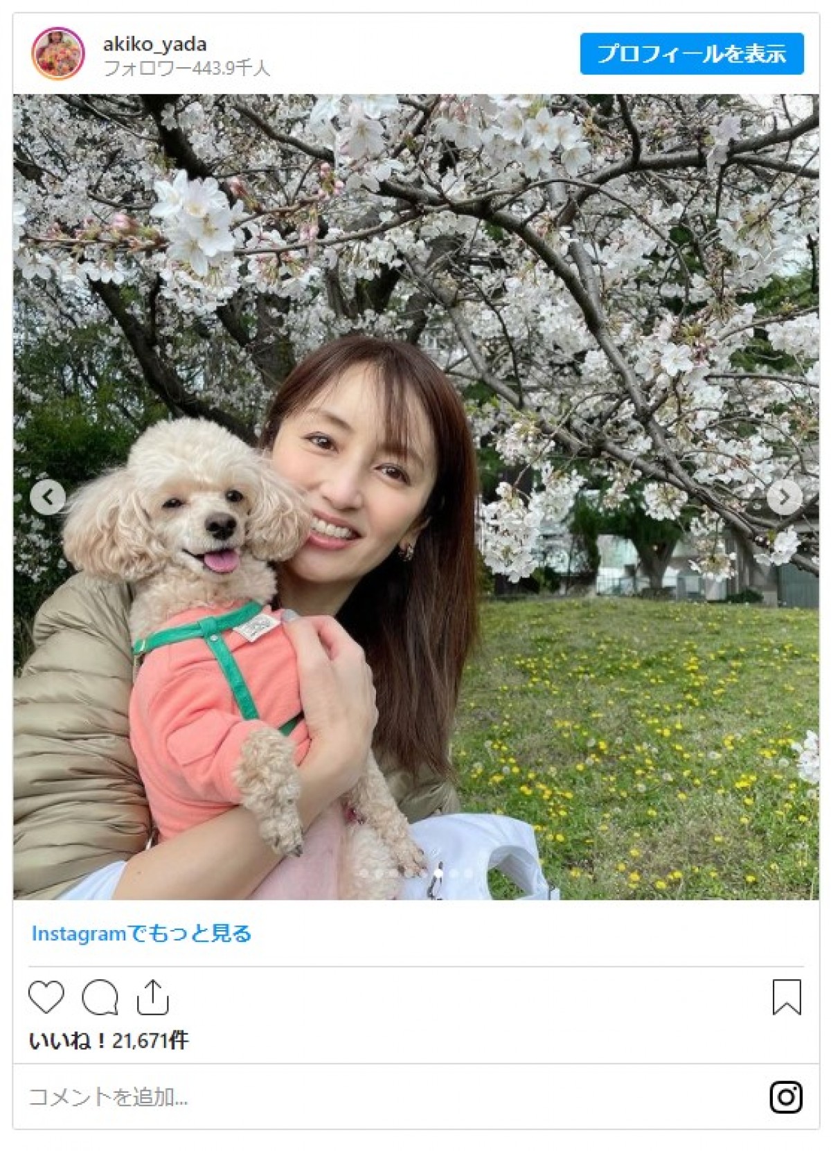 矢田亜希子、満開の桜＆うれしそうな愛犬とのショットに反響 「素敵」「いい笑顔」