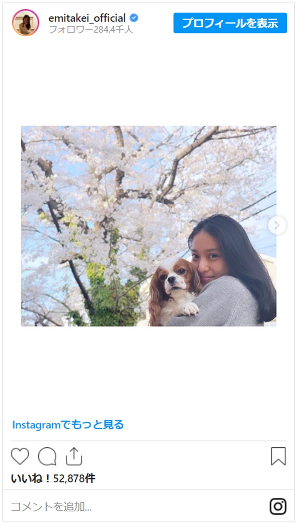 武井咲、愛犬抱っこしてお花見　ナチュラルな美貌をネット絶賛