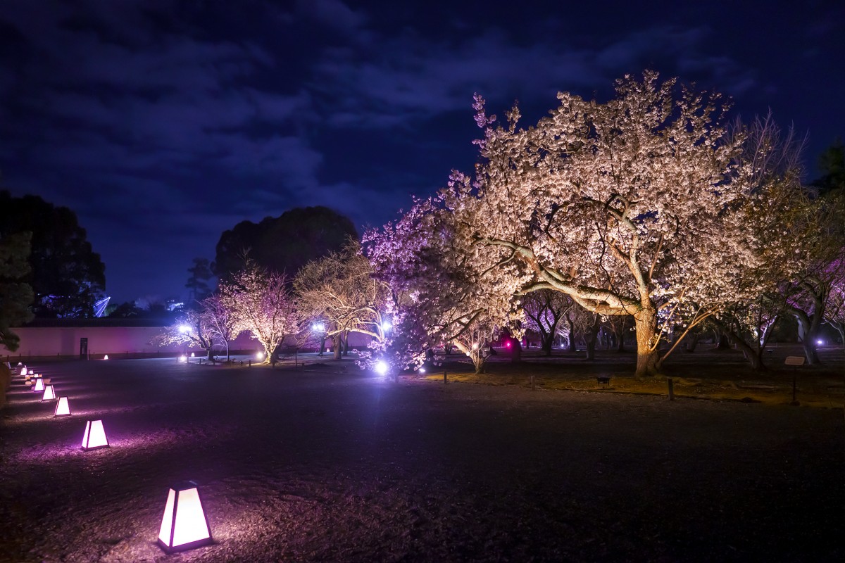 京都・二条城に“桜の見ごろ”到来！　ネイキッドによる“光を使ったアート”も登場